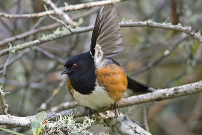 Spotted Towhee displaying