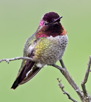 Anna's Hummingbird(male)