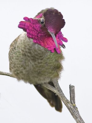 Anna's Hummingbird(male)
