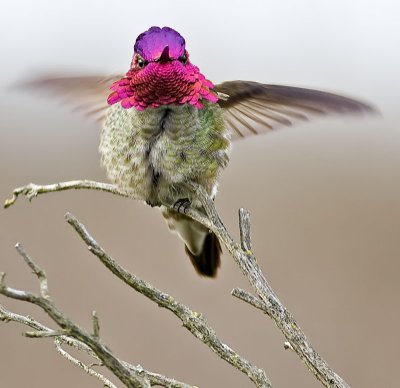Anna's Hummingbird(male)
