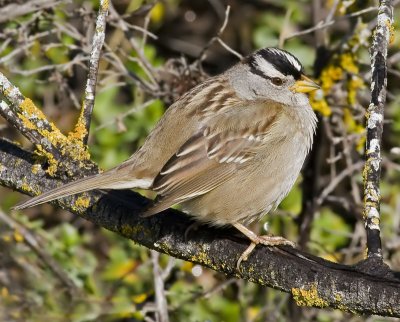 White-crowned Sparrow  (Zonotrichia leucophrys)