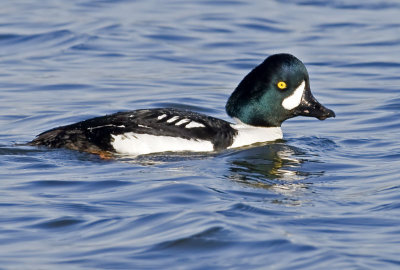 Barrow's Goldeneye  (Bucephala islandica)