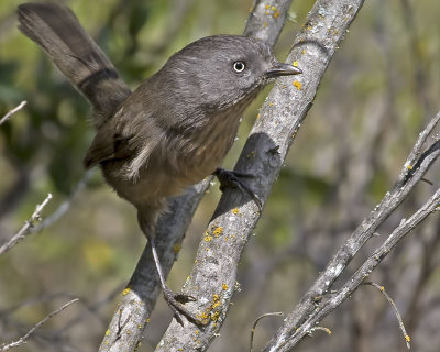 Wrentit