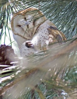 Barn Owl sleeping in conifer