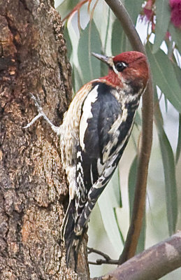 Red-breasted Sapsucker