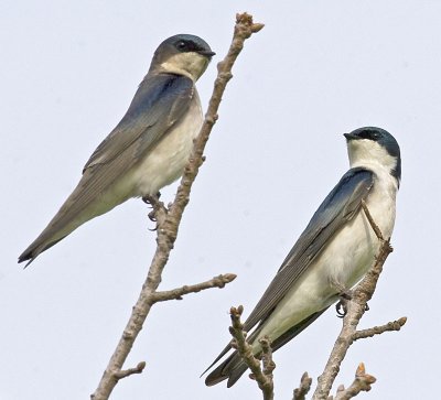 Tree Swallows