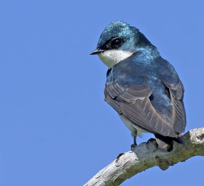 Tree Swallows (Tachycineta bicolor)