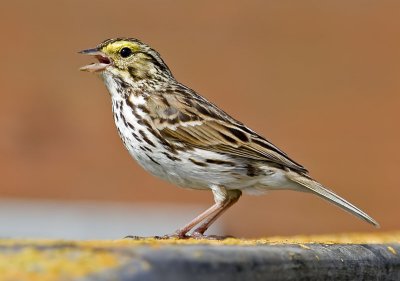 Savannah Sparrow  (Passerculus sandwichensis)