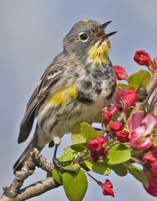 Yellow-rumped Warbler  (Dendroica coronta)