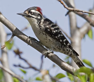 Nuttall's Woodpecker  (Picoides nuttalii)