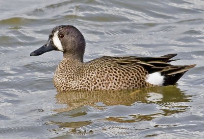 Blue-winged Teal  (Anas discors)