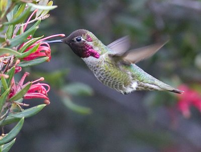 Annas Hummingbird