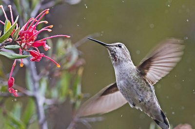Anna's Hummingbird (in a light shower)