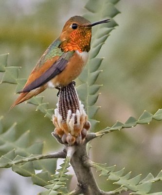 Allen's Hummingbird (Selasphorus sasin)