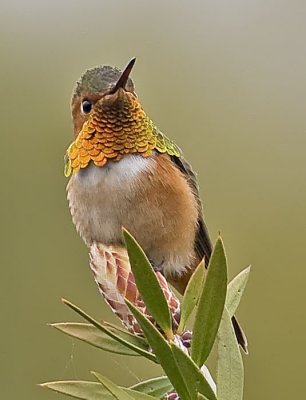 Allen's Hummingbird (Selasphorus sasin)