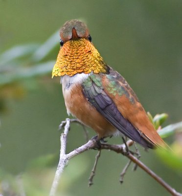  Allen's Hummingbird (Selasphorus sasin)