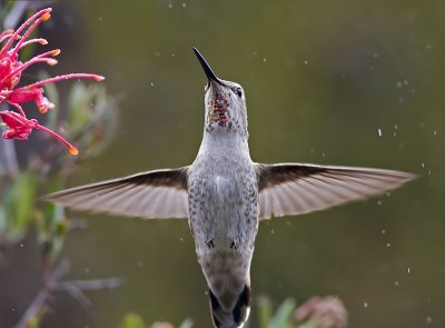 Anna's Hummingbird (in a light shower)