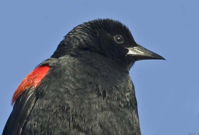 Red-winged Blackbird, male (Agelaius phoeniceus)