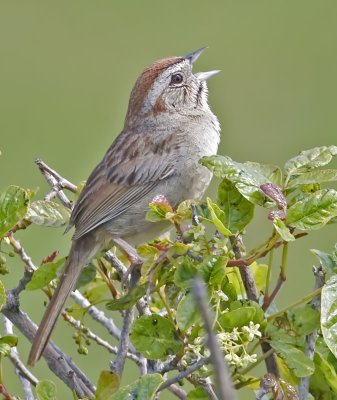 Singing Rufous-crowned Sparrow  (Aimophila ruficeps)