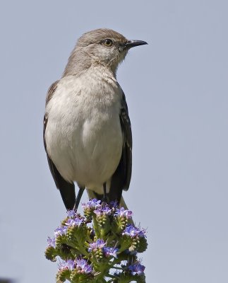Northern Mockingbird  (Mimus polyglottos)