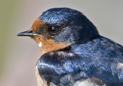 Barn Swallow  (Hirundo rustica)