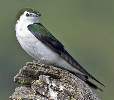 Violet-green Swallow  (Tachycineta thalassina)