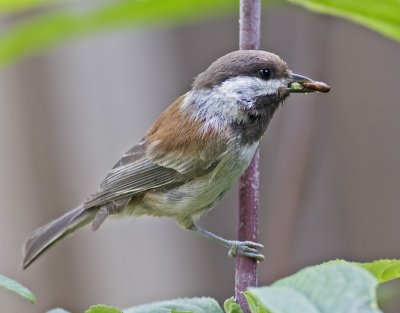 Chestnut-backed Chickadee  (Parus rufescens)