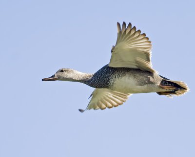 Gadwall(Anas strepera)