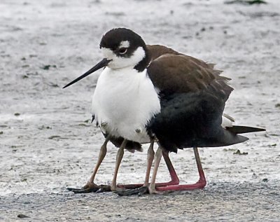 Black-necked Stilt sheltering her two chicks from cold, wind and predators