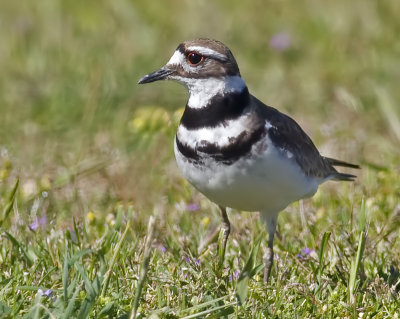 Killdeer  (Charadrius vociferus)