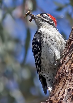 Nuttall's Woodpecker  (Picoides nuttalii)