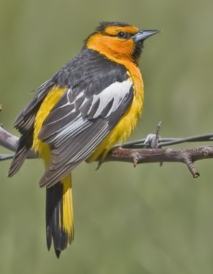 Bullock's Oriole