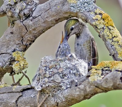 Anna's Hummingbird feeding nestling (Calypte anna)