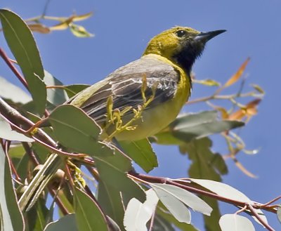 Hooded Oriole, Immature Male (Icterus cucullatus)