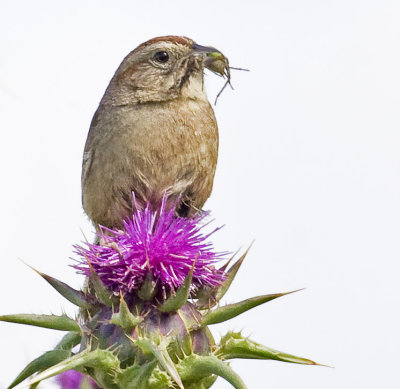 Rufous-crowned Sparrow with morning snack  (Aimophila ruficeps)