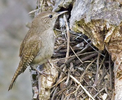 House Wren at entrance to nest (Troglodytes aedon)