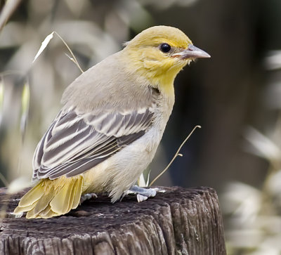 Bullock's Oriole Fledgling (Icterus bullockii)