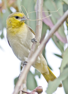 Female Bullock's Oriole (Icterus bullockii)
