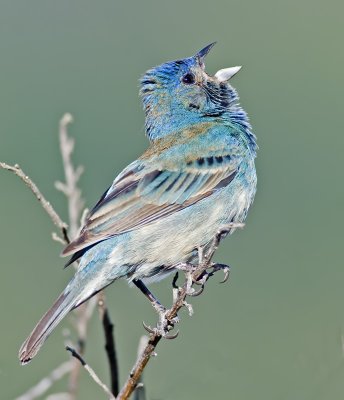 Indigo Bunting (Passerina cyanea)