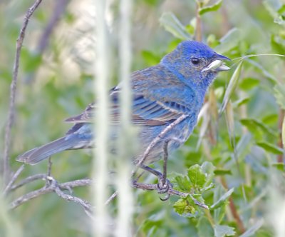 Indigo Bunting grabbing a snack (Passerina cyanea)