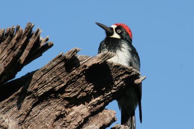 Acorn Woodpecker