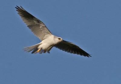 White-tailed Flyby