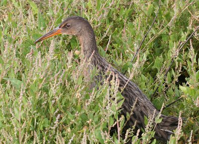 Califonia Clapper Rail