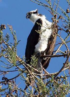 Ospreys (Pandion haliaetus)