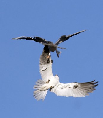 White-tailed Kites <br> #2 of 4