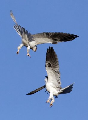 White-tailed Kites   #3 of 4