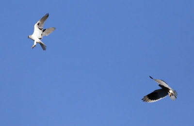 White-tailed Kites Battle at Arastradero Preserve