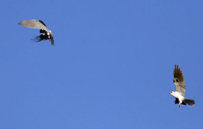 White-tailed Kites  #2 of 9