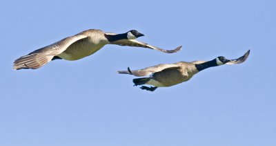 Canada Geese - Formation Flying