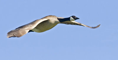 Canada Geese - Formation Flying (Cropped)